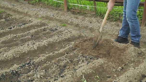 Ένας άντρας στη χώρα σκάβει μια γη φτυάρι. — Αρχείο Βίντεο