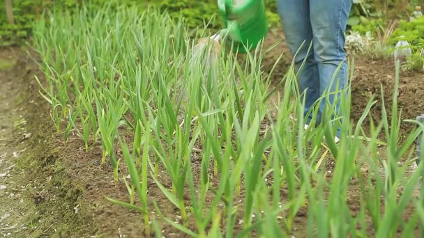 Ein Mann auf dem Land, der Pflanzen aus der Gießkanne gießt — Stockvideo