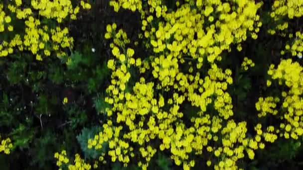 Champ jaune vif fleuri avec horticulture blanche au printemps .