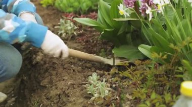 Kadınların elleri, çiçek tarhındaki toprağı bir aletle gevşetiyor..