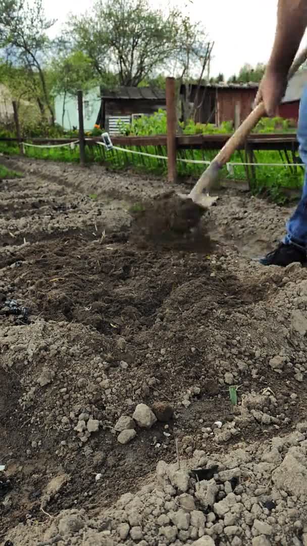 Um homem no campo cava uma terra de pá. Vertical — Vídeo de Stock