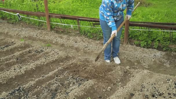 Μια γυναίκα στην εξοχή σκάβει μια γη φτυάρι — Αρχείο Βίντεο