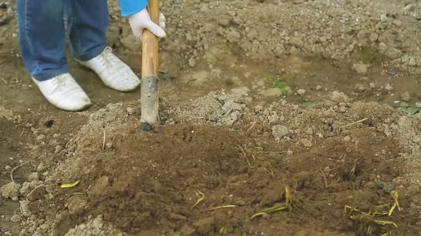Ένας άντρας στη χώρα σκάβει μια γη φτυάρι — Αρχείο Βίντεο