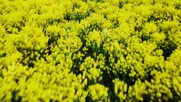 Bloeiend helder geel veld met witte tuinbouw in het voorjaar — Stockvideo