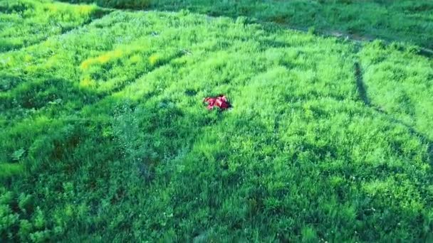 Červenovlasý cikán v červených šatech leží na trávě v polním výhledu — Stock video