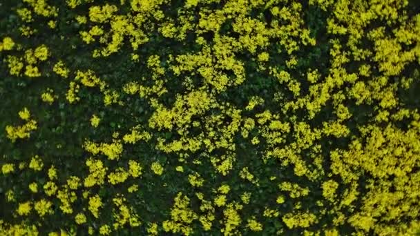 Blühendes hellgelbes Feld mit weißem Gartenbau im Frühling — Stockvideo