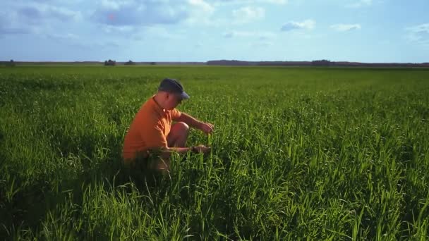 El hombre agrónomo en el campo controla la altura de los cultivos — Vídeo de stock
