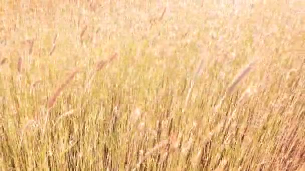 Урожай молодого ржаного хлеба в поле колеблется на ветру — стоковое видео