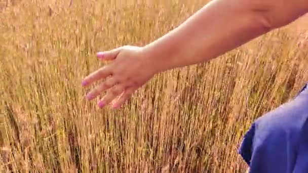 Uma mulher em um vestido azul ordenando as culturas de centeio no campo — Vídeo de Stock