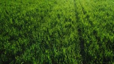 Yeşil genç ekinler tarla manzarasında.