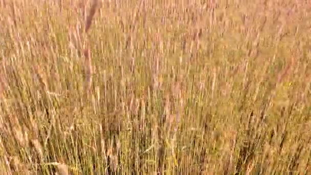 Cultivos de centeio jovem no campo balançam ao vento — Vídeo de Stock