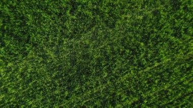 Arazide yeşil genç ekinler dairesel panorama