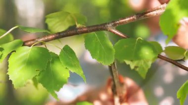 Bir adamın elindeki alet ağaçtan huş dalları kesiyor..