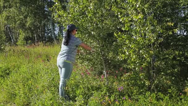 Egy nő az erdőben nyírfaágakkal vág seprűhöz és szaunához.. — Stock videók