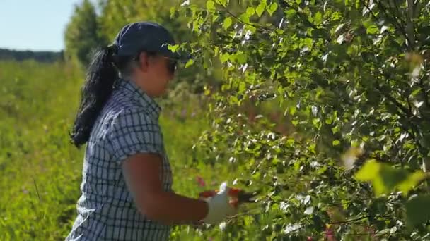 En kvinna i en skog skär björkgrenar för kvastar för ett bad och en bastu. — Stockvideo