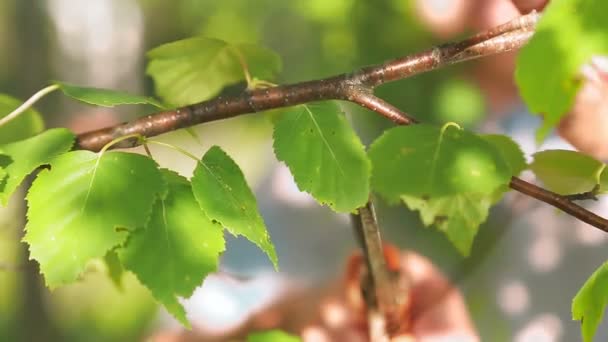 Uno strumento nella mano di un uomo taglia rami di betulla da un albero. — Video Stock