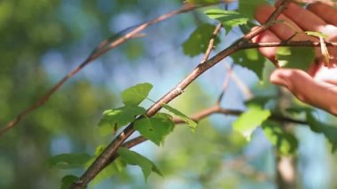 Bir adamın elindeki alet ağaçtan huş dalları kesiyor..