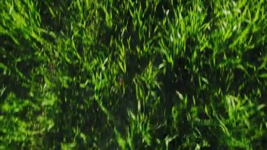 Tarlada yeşil genç ekinler.