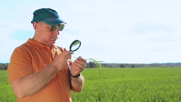 Agronomen en man på fältet anser grödorna och skriver resultatet. — Stockvideo