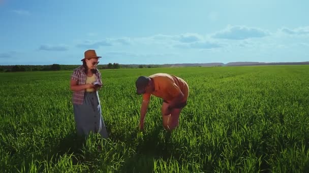 Agrónomos un hombre y una mujer en un campo inspeccionan cultivos de cultivos y registran observaciones — Vídeo de stock