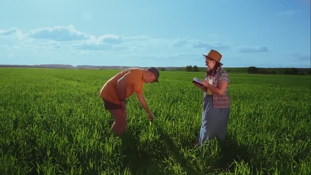Γεωπόνος ένας άνδρας και μια γυναίκα σε ένα χωράφι επιθεωρούν καλλιέργειες και καταγράφουν παρατηρήσεις — Αρχείο Βίντεο