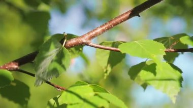 Bir adamın elindeki alet ağaçtan huş dalları kesiyor.