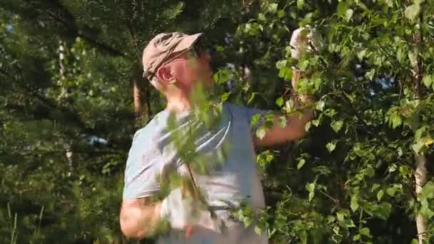 En man i skogen skär sekant björk grenar för kvastar för ett bad och en bastu. — Stockvideo