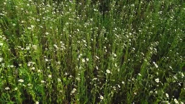 Un champ envahi de jeunes marguerites blanches — Video