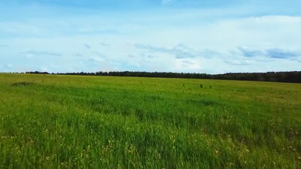 Campos verdes con brotes jóvenes de cultivos — Vídeos de Stock