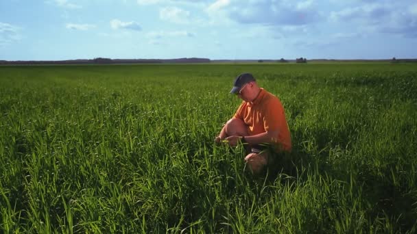 El hombre agrónomo en el campo controla la altura de los cultivos . — Vídeo de stock