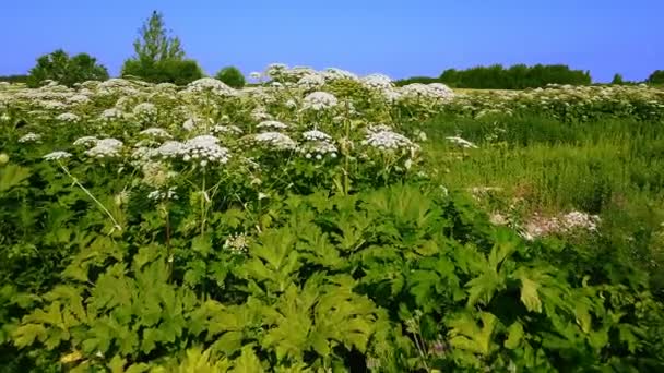 Champ envahi par les mauvaises herbes des plantes toxiques