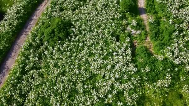 Champ abandonné envahi par les mauvaises herbes toxiques haute hogweed. — Video