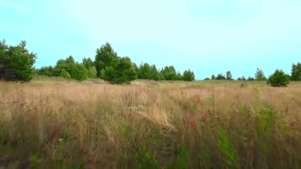 Vista superior de un prado verde con pinos bajos — Vídeos de Stock
