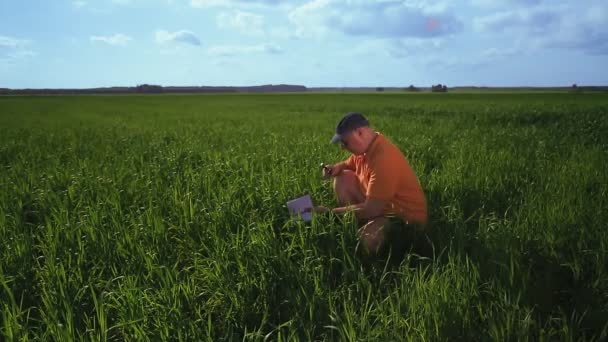 Hombre agrónomo en el campo controla la altura de los brotes de la cosecha — Vídeos de Stock