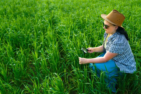 En kvinnlig agronomer kontrollerar kvaliteten på grödorna på fältet. — Stockfoto