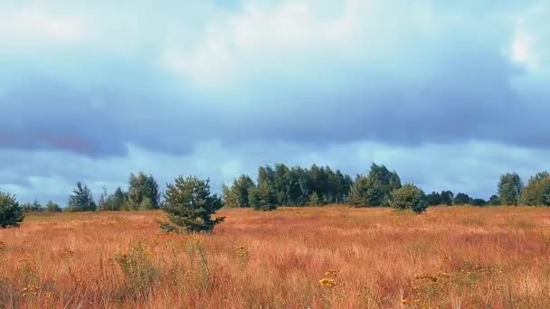 Koruny stromů se houpají ve větru a bílé mraky časových kol běží po obloze — Stock video