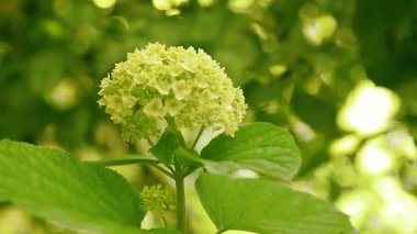 Beyaz ortanca tomurcukları bahçede renk kazanıyor.