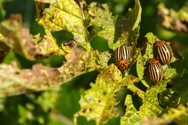 Peste de besouro de batata Colorado em tops verdes. — Fotografia de Stock