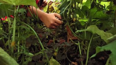 Bir kadın eli çalılıktan yeşil salatalık toplar..