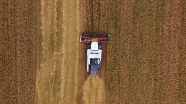 Innhøstingsutstyr på åkeren høster korn. – stockvideo
