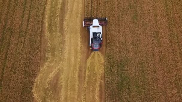 O equipamento de colheita no campo está colhendo grãos. — Vídeo de Stock