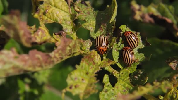 감자 꼭대기에 있는 해충인 콜로라도 잎벌레는 나뭇잎을 먹고 유충을 낳는다. — 비디오