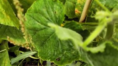 Bir kadın eli çalılıktan yeşil salatalık toplar..