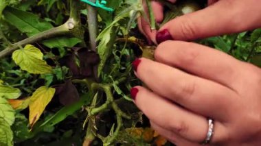 Bir dişi el sebze bahçesindeki bir çalıdan olgun domatesleri toplar.