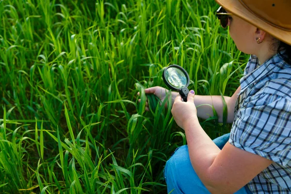 A woman agronomist examines the sprouts of crops in a magnifying glass. — Stock Photo, Image