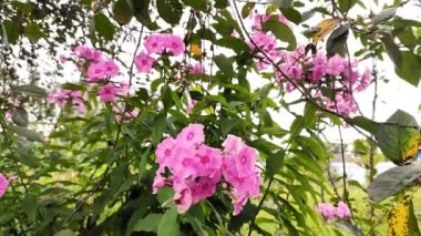 Çiçekli fuşya çiçekleri bahçede sallanıyor rüzgarda.