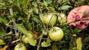 Bir dişi el sebze bahçesindeki bir çalılıktan olgun yeşil domatesleri toplar.