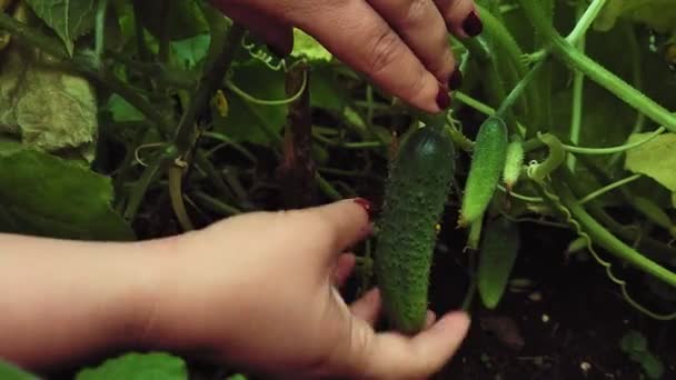 Uma mão de mulher escolhe pepinos maduros de um arbusto — Vídeo de Stock