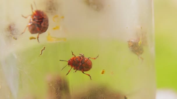 Colorado ongedierte kevers verwijderd uit aardappelen proberen te krijgen uit een glazen pot — Stockvideo