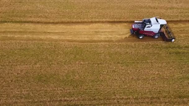 Oogstapparatuur in het veld oogst graan. — Stockvideo